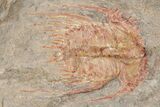 Colorful Kettneraspsis Trilobite With Pos/Neg - Timrzit , Morocco #270566-1
